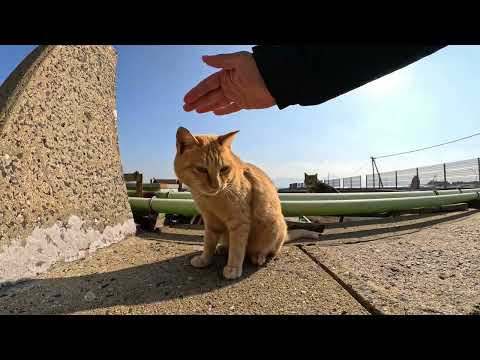 堤防の上に集まる猫ちゃん達を順番にナデナデする(YouTube)