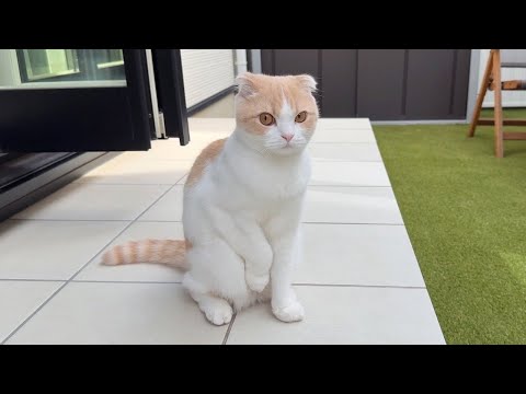 お散歩したくて庭に出たら寒すぎた猫がこうなっちゃいました…(YouTube)
