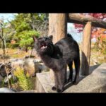 庭園の猫たち集まってきた。足の悪い黒猫ちゃんはちょっとビビり(YouTube)