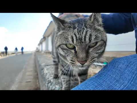 最初は逃げようとしたけどやっぱりモフられにきた猫島の猫(YouTube)