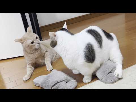 距離感を間違えていつもケンカになる空気の読めない猫(YouTube)
