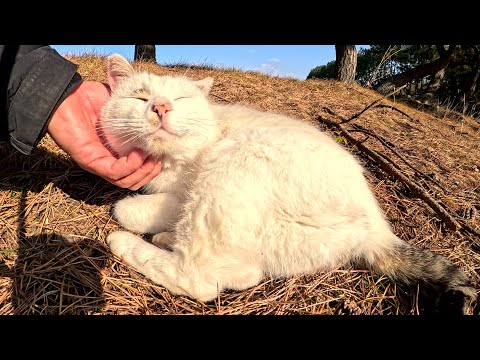 気持ち良さそうに日光浴をする黒猫とマロ猫をモフる(YouTube)