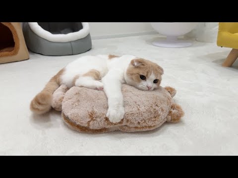 猫に初めて湯たんぽをあげたら気持ちよすぎてこうなっちゃいました…笑(YouTube)