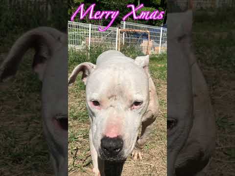 All I Want for Christmas Is You #shorts #pitbull  #christmas #mariahcarey(YouTube)