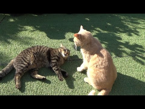優しい猫をわざとキレさせようとする猫(YouTube)