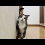 寝室に閉じこもっている秀吉のことを心配する猫(YouTube)