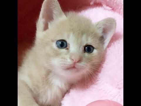 ひのき猫 がクリスマスイヴ ゲリラライブ配信中！(YouTube)