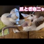 爪とぎ命ニャリ  牛小屋で産まれた最後の子猫 Orion Day99  2024 12 19 2(YouTube)