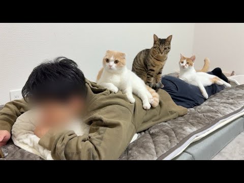初めて会ったばかりの弟に懐きすぎて猫たちがまさかのこうなってました…笑(YouTube)