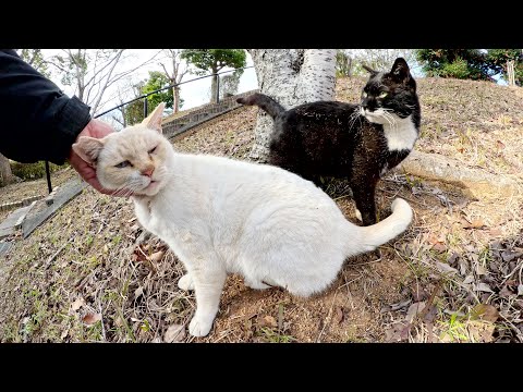 バットニャンをモフると、おこげの白猫が嫉妬して割り込んでくる(YouTube)