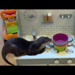 料理のおままごとに挑戦するカワウソ！ An otter tries his hand at cooking playing house!(YouTube)
