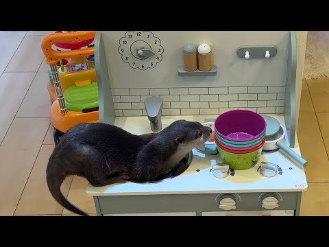 料理のおままごとに挑戦するカワウソ！ An otter tries his hand at cooking playing house!(YouTube)