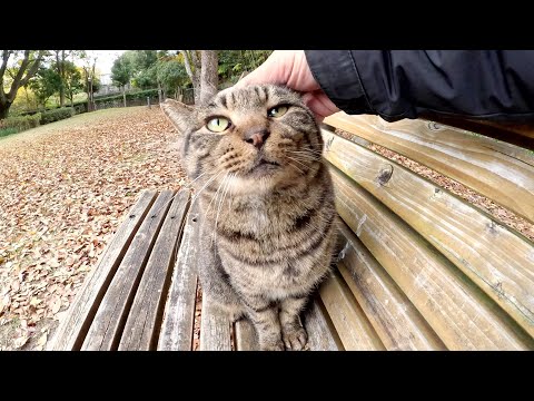 サビ猫にひざの上を横取りされてイジケてしまったキジトラ猫(YouTube)