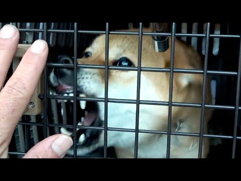 【海外向け再配信】柴犬を飼う前に是非見て欲しい動画(YouTube)