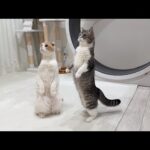 初めてパトカーが家の前を通ったときの猫たちのリアクションが可愛すぎましたwww(YouTube)
