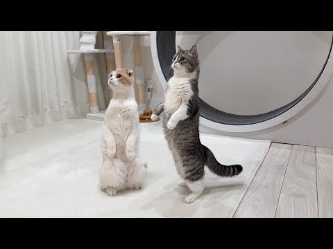 初めてパトカーが家の前を通ったときの猫たちのリアクションが可愛すぎましたwww(YouTube)