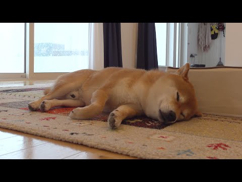 落雪で庭が半壊‥その時柴犬ハチはこうなる。(YouTube)