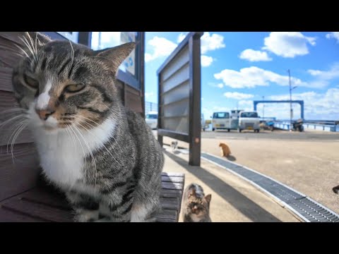 猫島のフェリー乗り場のベンチに座ると猫が隣に寄ってきて楽しい(YouTube)