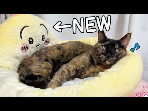 ついにちいかわのうさぎベッドも購入しました！！(YouTube)
