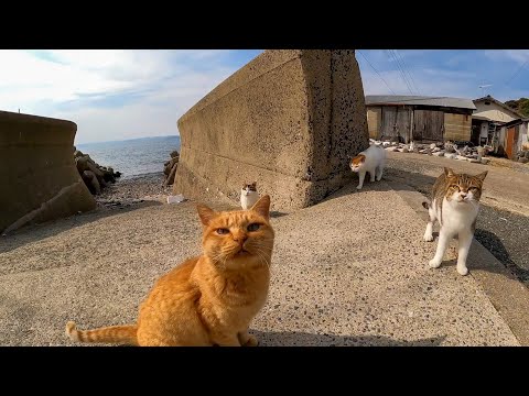 夕方の防波堤の猫たち(YouTube)