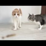 生まれて初めて毛玉を吐いた弟を見た猫が心配しすぎてこうなっちゃいました…(YouTube)