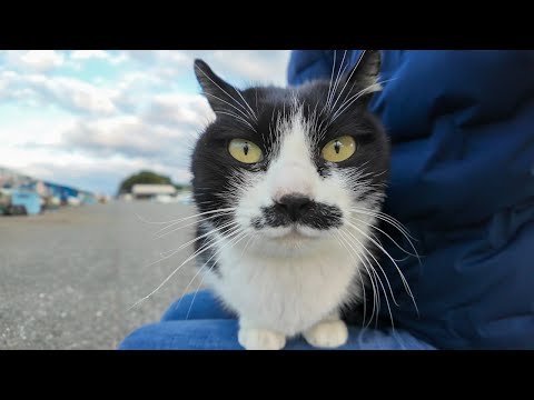 髭のハチワレ猫ちゃん、顔見るとすぐに膝の上に乗ってきた(YouTube)