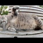 トトロ猫が黒猫を追い払って人間を独り占めにして甘える(YouTube)
