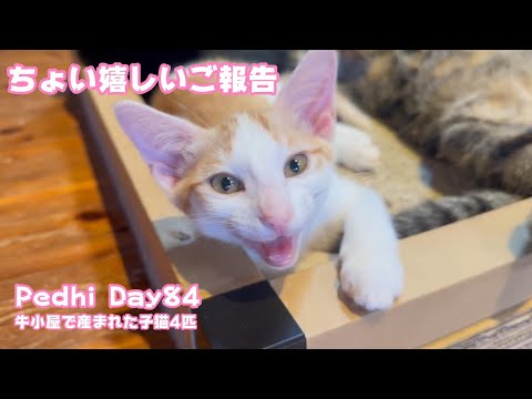 ちょい嬉しいご報告  元気に甘えてます Pechi Day84  2024 12 03 2(YouTube)