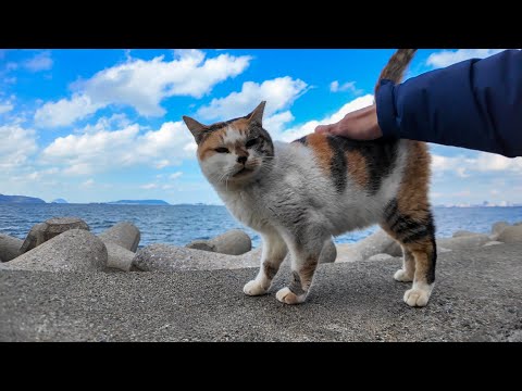 撫でられに防波堤に上がる三毛猫ちゃん(YouTube)