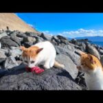 海辺でお魚を見つけた猫はすぐに狙われる(YouTube)