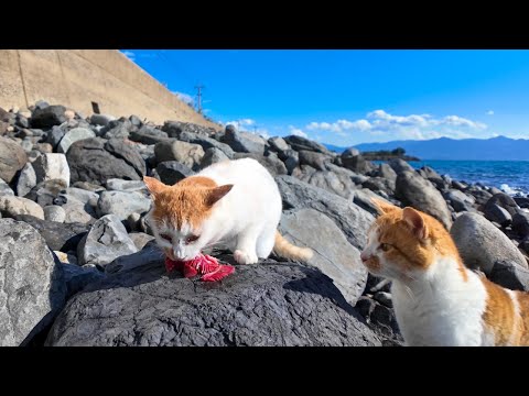 海辺でお魚を見つけた猫はすぐに狙われる(YouTube)