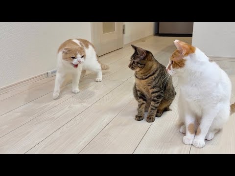 里子に出した保護猫たちと久しぶりに再会したら猫がとんでもないことになっちゃいました…(YouTube)