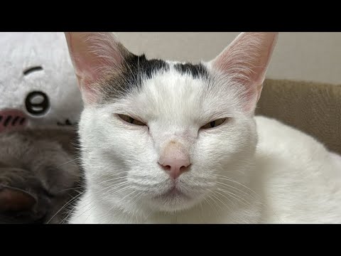 12/15 まったり猫配信🐱（縦配信）(YouTube)