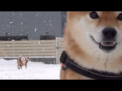 復活した妹との合流で柴犬ハチ‥別人になる。(YouTube)