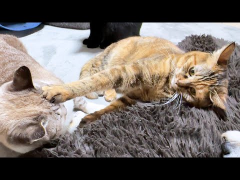 姉猫にオラオラされると勘違いした末っ子猫が間違いと気づいた時のお顔が可愛すぎます笑(YouTube)
