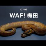12/8 WAF!梅田　よろしくお願いします〜(YouTube)