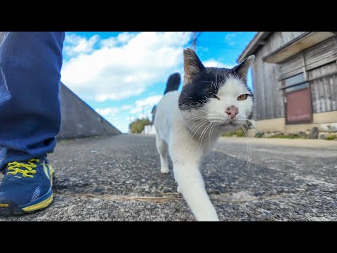 猫島の七三分けの猫は海沿いの道を歩くといつも付いてきてカワイイ(YouTube)