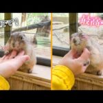 なでなでにハマりすぎて飼育員になでなで催促をしてくるプレーリードッグ(YouTube)