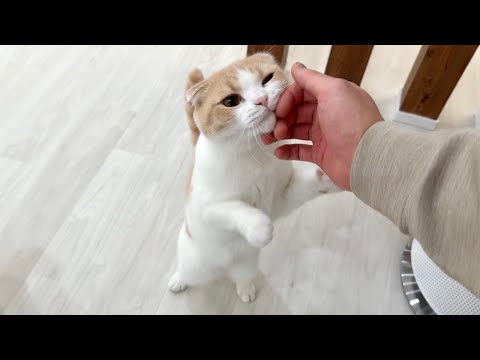 ゴミ出しで3分外出しただけで甘えんぼな猫が寂しくてこうなっちゃいました…(YouTube)
