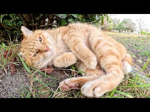 片耳の茶トラ猫をモフるとコテンと寝転んで体を丸める(YouTube)