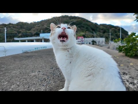 防波堤の上でよく喋る猫に出会った(YouTube)