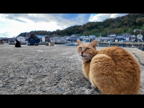 釣り人の後ろで待機している猫(YouTube)