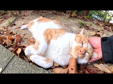 茶シロ猫と遊んでいたら、コゲ猫が「僕もモフって！」と乱入してきた(YouTube)