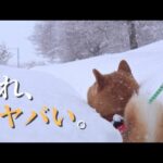 大雪が絶望すぎて遂に断念しました。(YouTube)