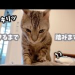 飼い主の起こし方が段々乱暴になってくる猫(YouTube)