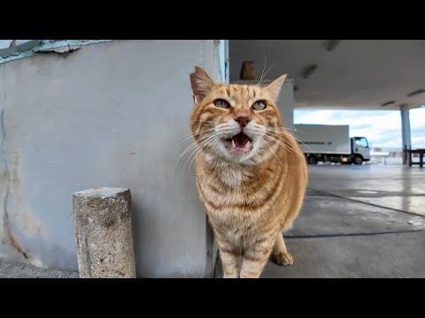 漁港の茶トラ猫ちゃん何か話し掛けてきた(YouTube)