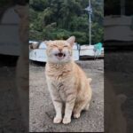 漁港の猫ちゃんかわい過ぎる #猫 #猫島(YouTube)