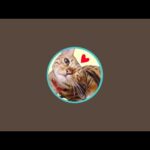 【クリスマス生配信】猫部屋チラっと猫達とクリスマスしませんか？(YouTube)