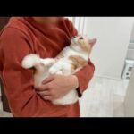 出張から帰ってきた飼い主と１週間ぶりに再会した猫が大喜びでこうなっちゃいました…(YouTube)