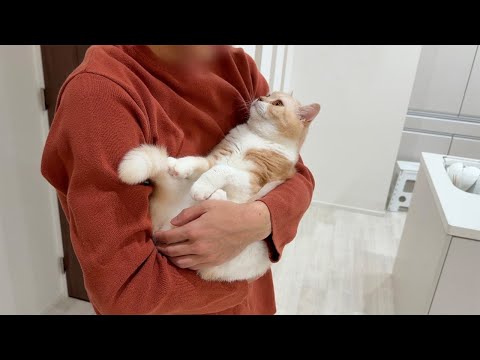 出張から帰ってきた飼い主と１週間ぶりに再会した猫が大喜びでこうなっちゃいました…(YouTube)